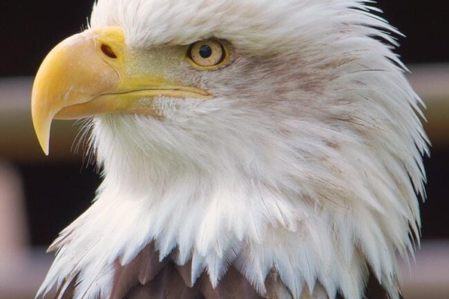 close view of Bald Eagle