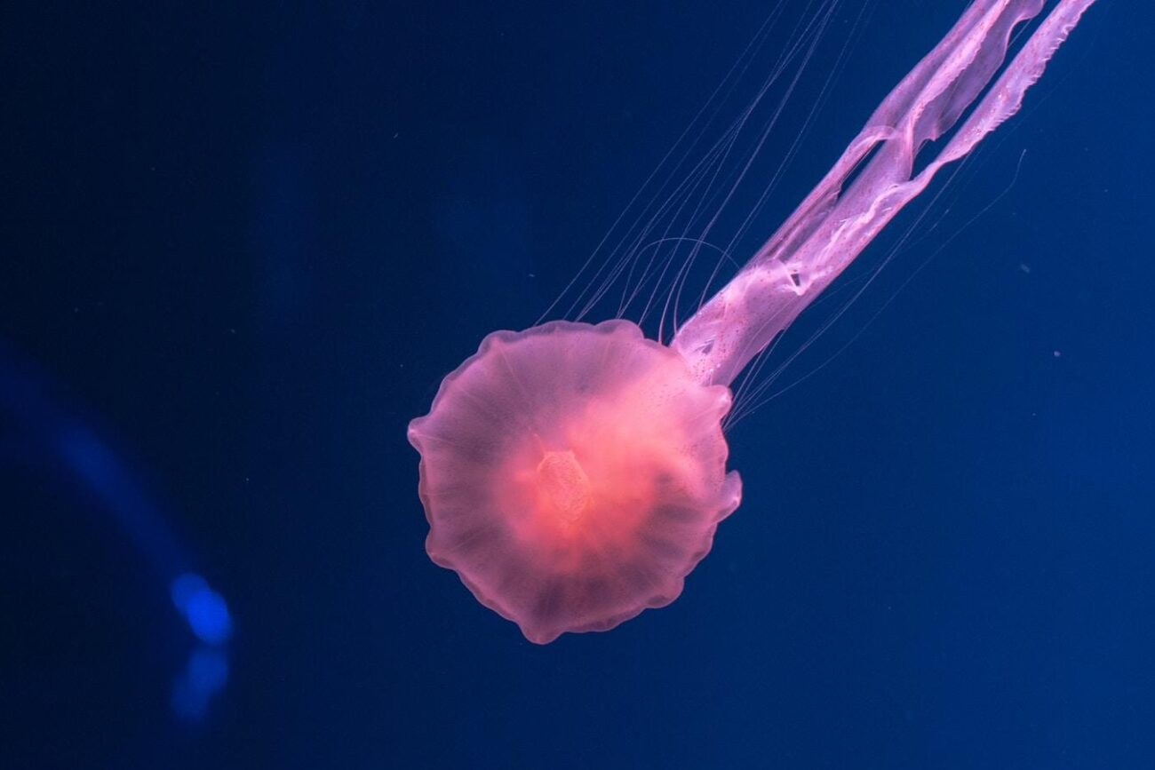 pink jellyfish underwater