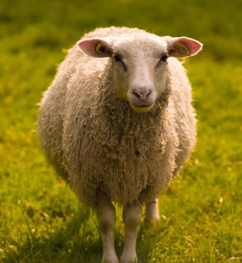 sheep on green grasses