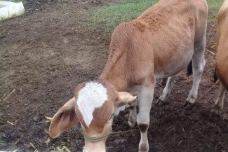 New Livestock.